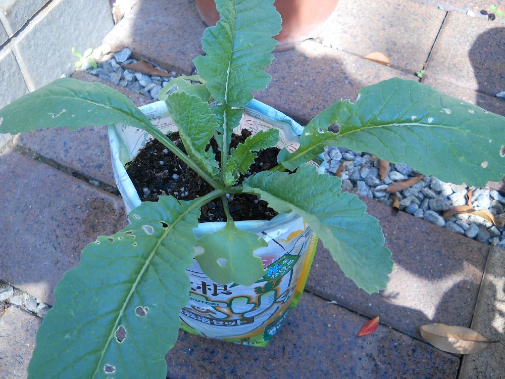 袋栽培 大根の投稿画像 By Junjunさん 17月5月日 Greensnap グリーンスナップ